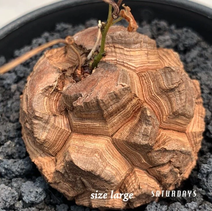 Dioscorea elephantipes seedling — SATURDAYS Succulents